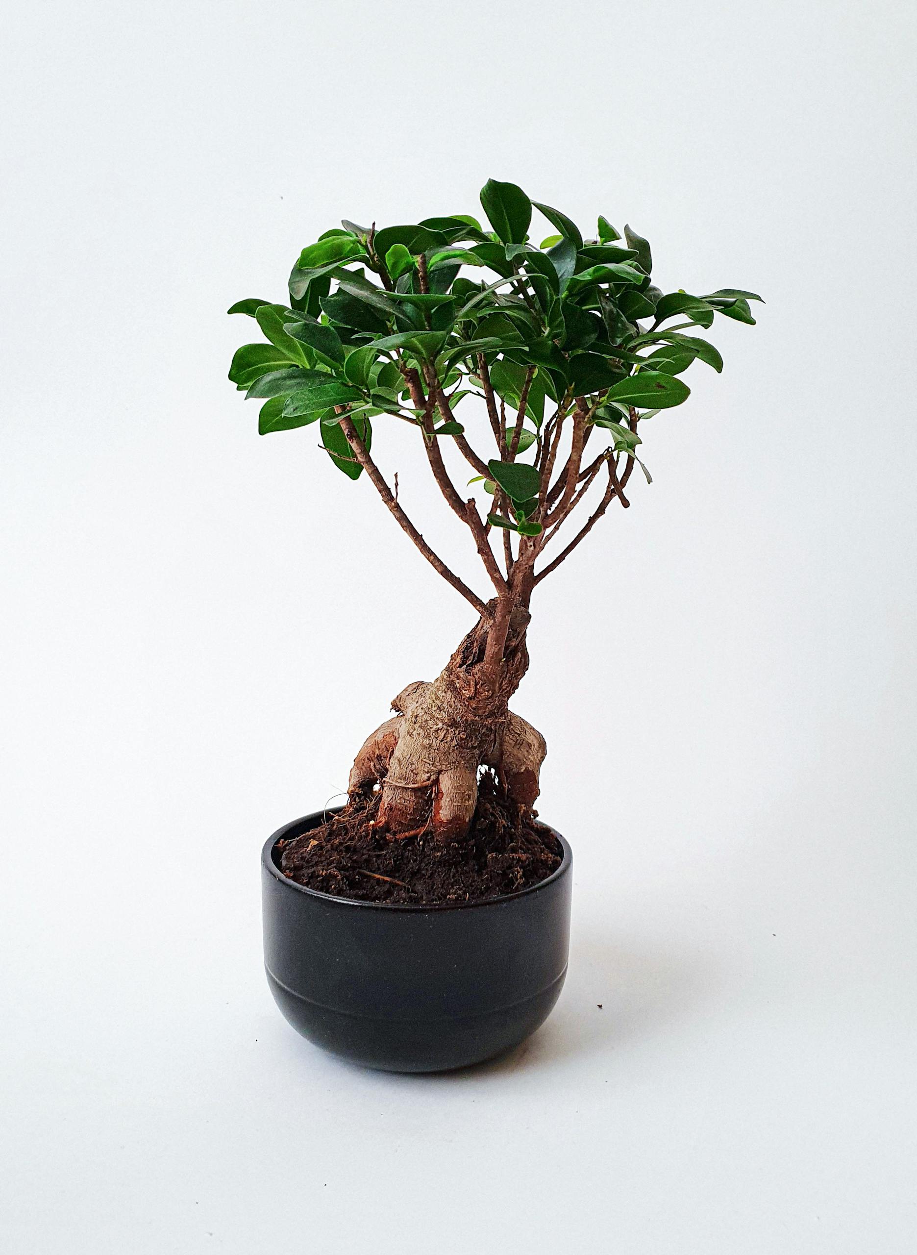 Elegant bonsai ficus microcarpa ginseng in black pot against clean white background.